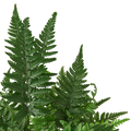'Korean Rock' Fern