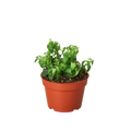 1 Succulent Monthly Subscription Box