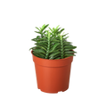 1 Succulent Monthly Subscription Box