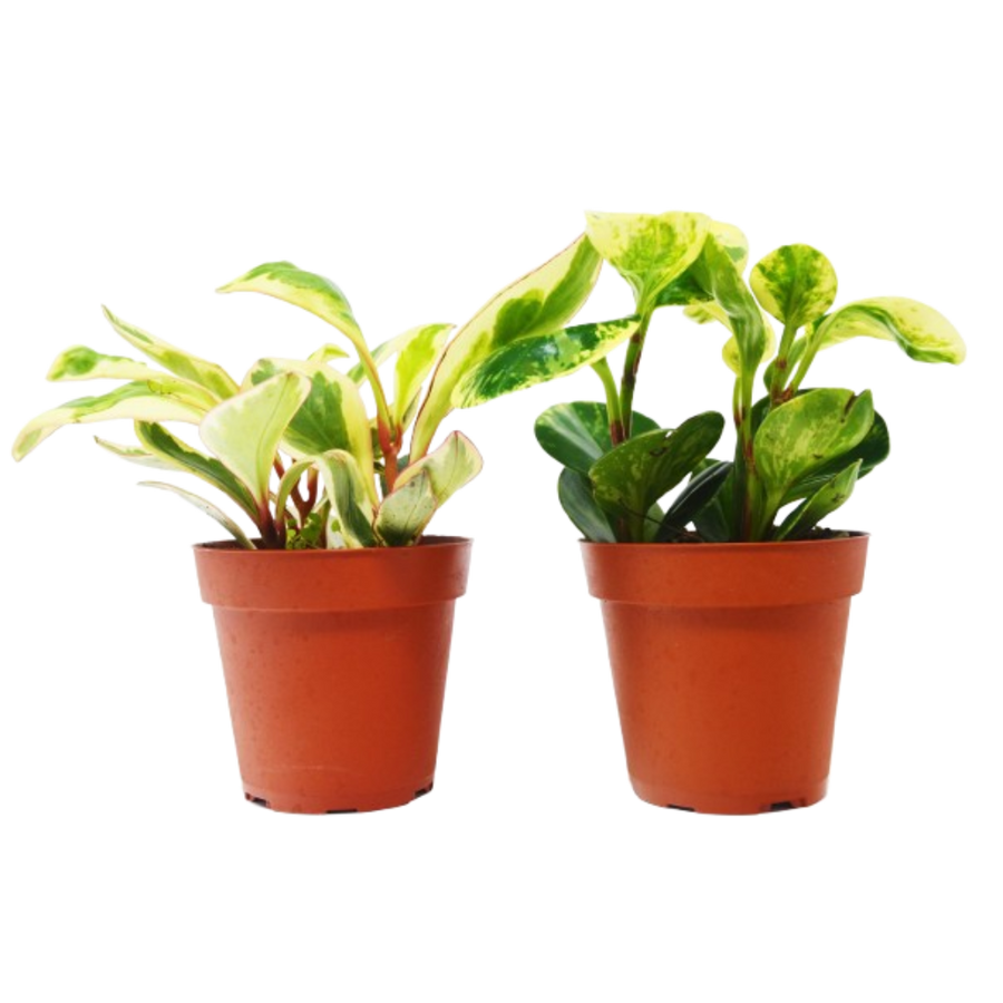 2 Peperomia Plants Variety Pack in 4" Pots - Baby Rubber Plants