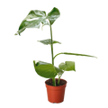 Monstera 'Thai Constellation'