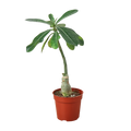 1 Succulent Monthly Subscription Box