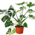 Monstera 'Thai Constellation'