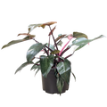 Philodendron 'Pink Princess'
