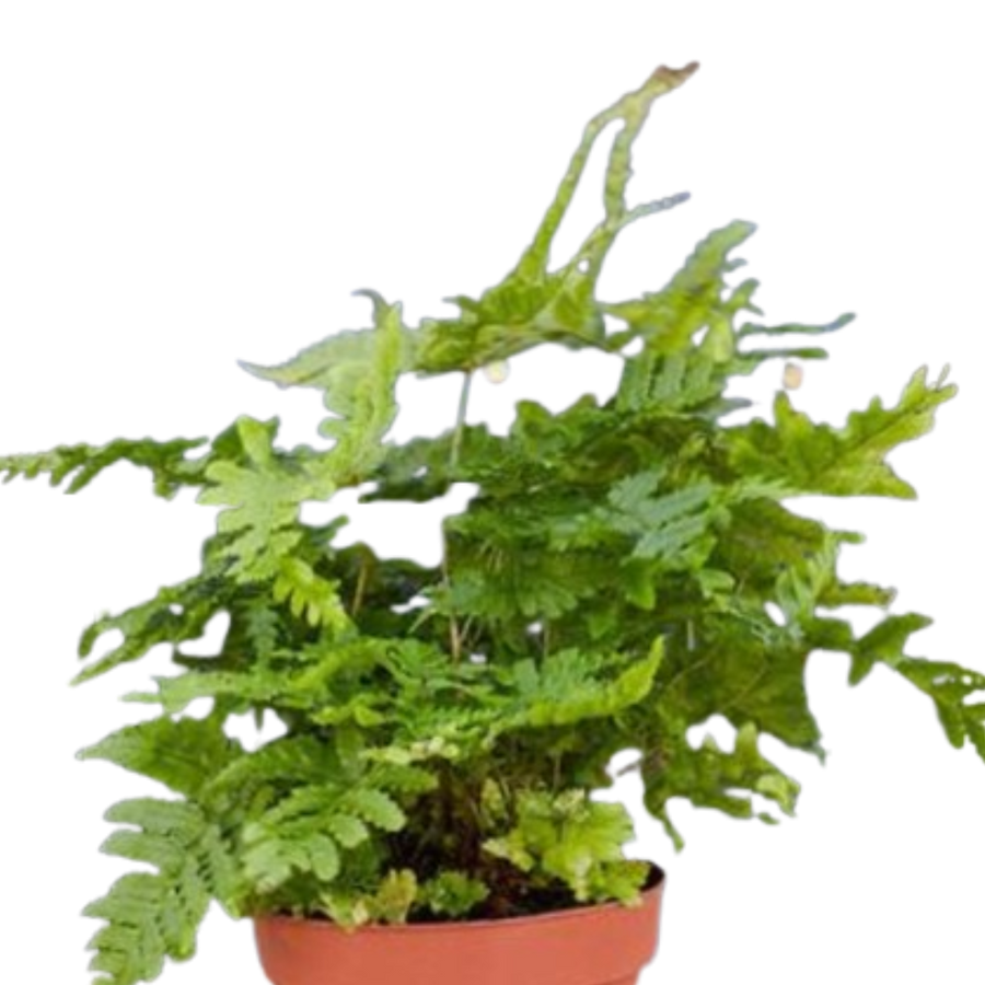 'Autumn' Fern - 4" Pot - NURSERY POT ONLY